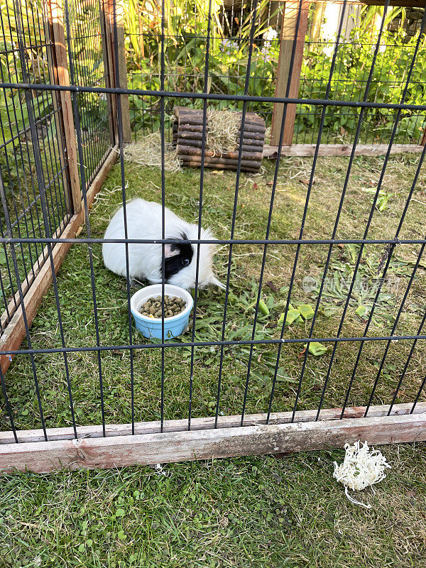 图像的白色，黑色和米色，长毛豚鼠(Cavia porcellus)在钢丝金属酒吧的草地草坪，豚鼠在户外钢丝金属跑除了宠物食品碗的干粮，重点在前景